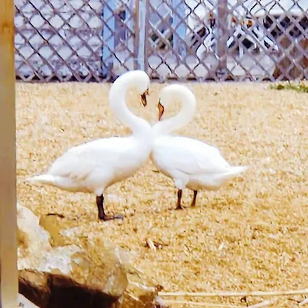 Botel Salvador Bahia Boat And Breakfast Lido di Ostia